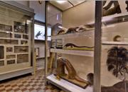 Zoological Museum, St. Petersburg, Russia								